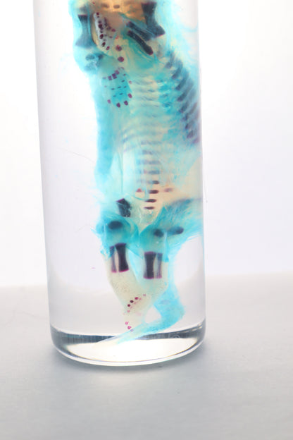 Diaphonized Fetal Skunk