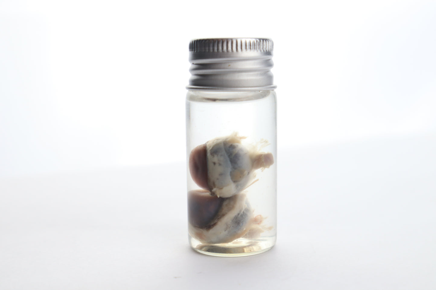 Raccoon Eyes Wet Specimen