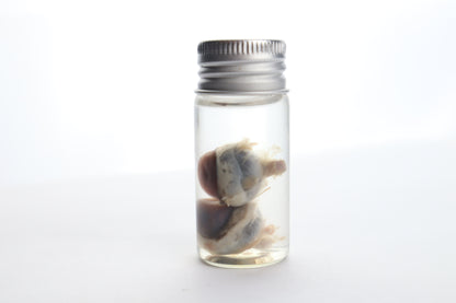 Raccoon Eyes Wet Specimen