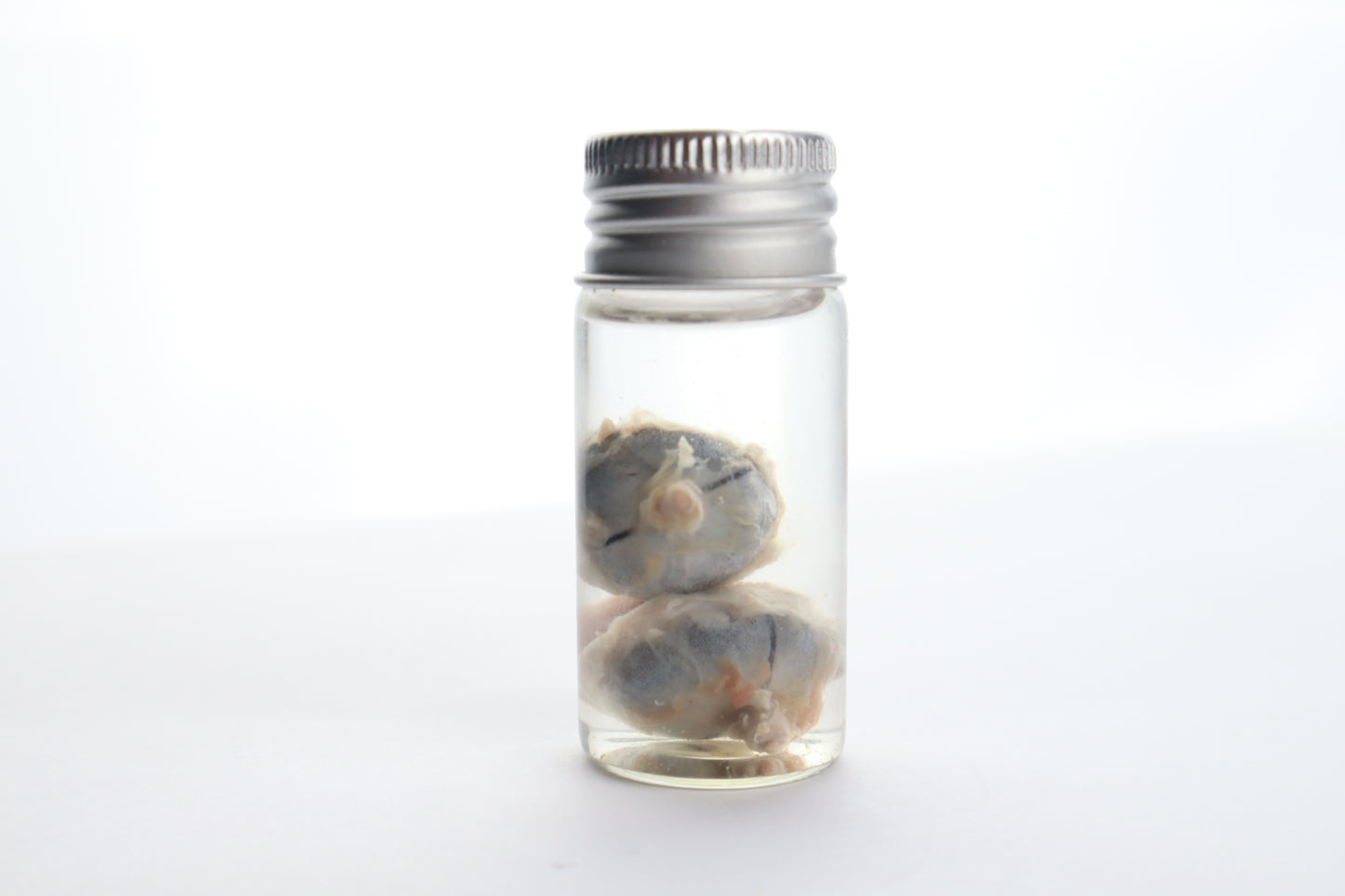 Raccoon Eyes Wet Specimen