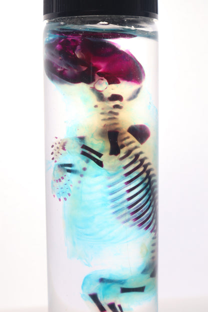 Diaphonized Fetal Skunk