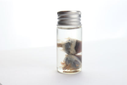 Raccoon Eyes Wet Specimen