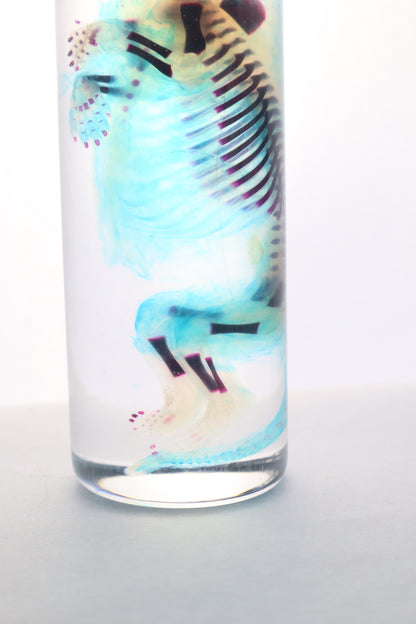 Diaphonized Fetal Skunk