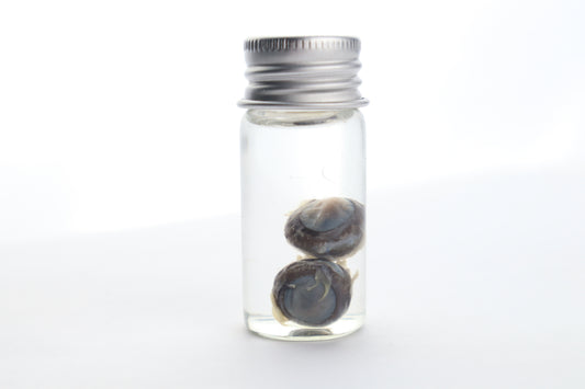 Squirrel Eyes Wet Specimen