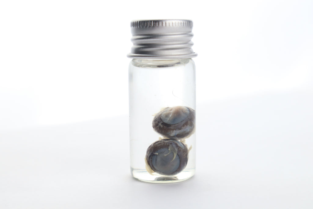 Squirrel Eyes Wet Specimen