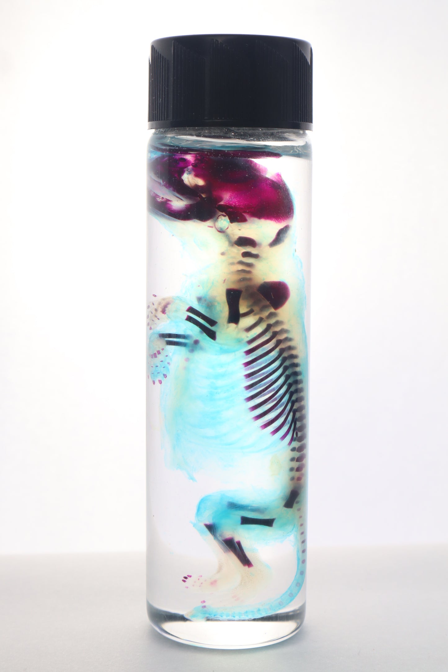 Diaphonized Fetal Skunk