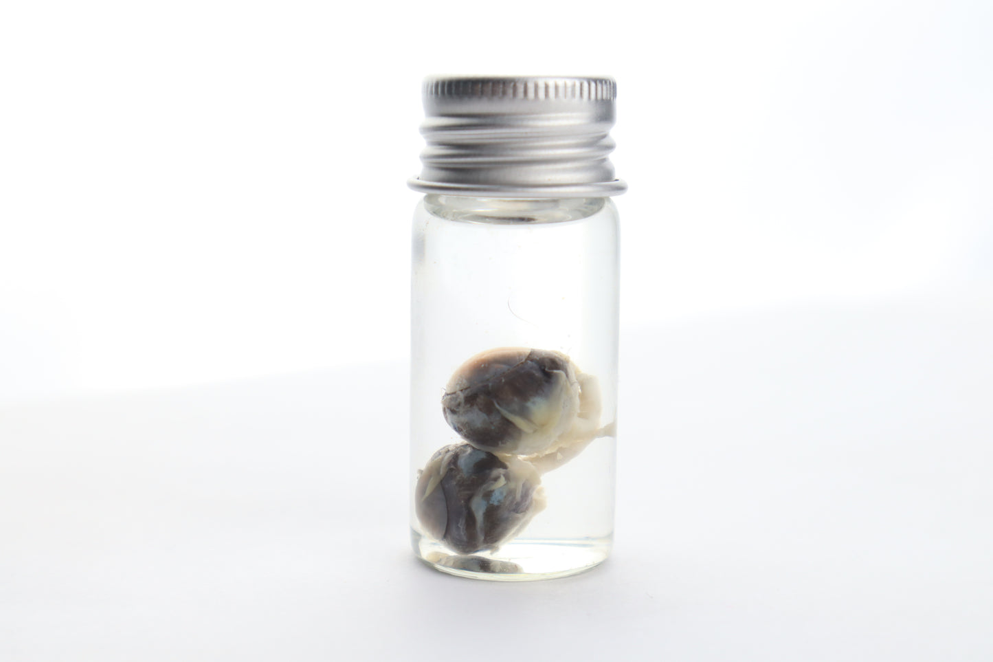 Squirrel Eyes Wet Specimen