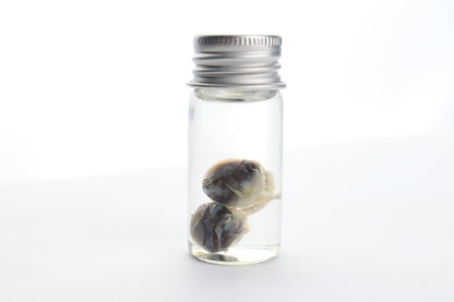 Squirrel Eyes Wet Specimen