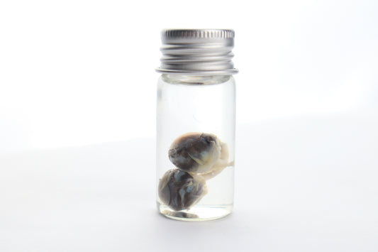 Squirrel Eyes Wet Specimen