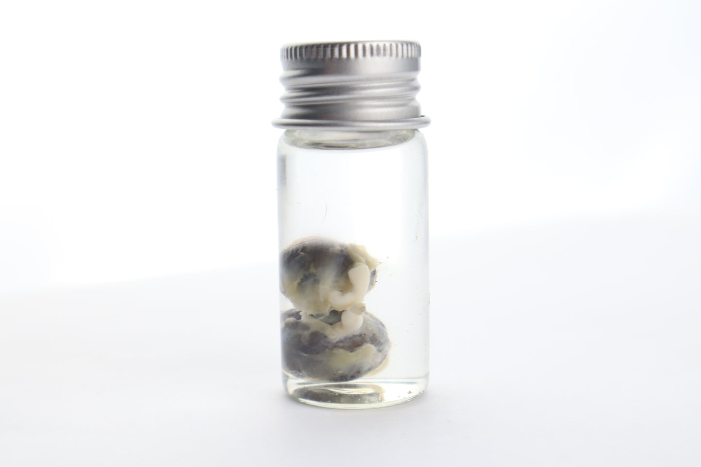 Squirrel Eyes Wet Specimen