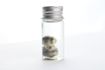 Squirrel Eyes Wet Specimen