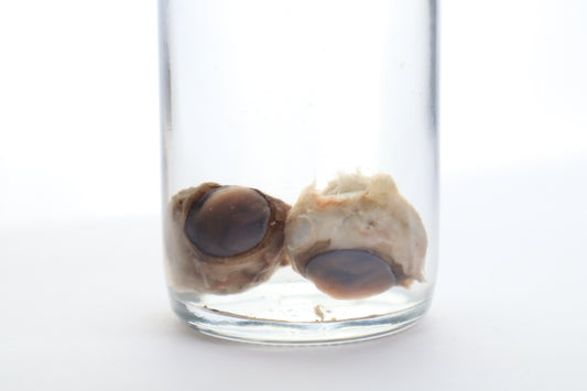 Black Bear Eyes Wet Specimen