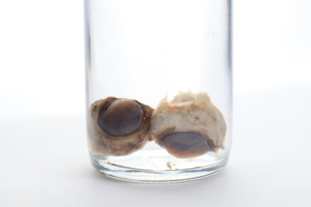 Black Bear Eyes Wet Specimen