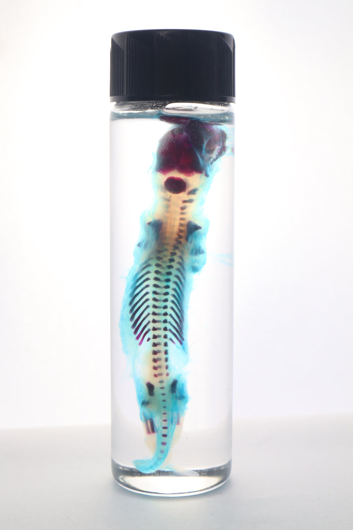 Diaphonized Fetal Skunk