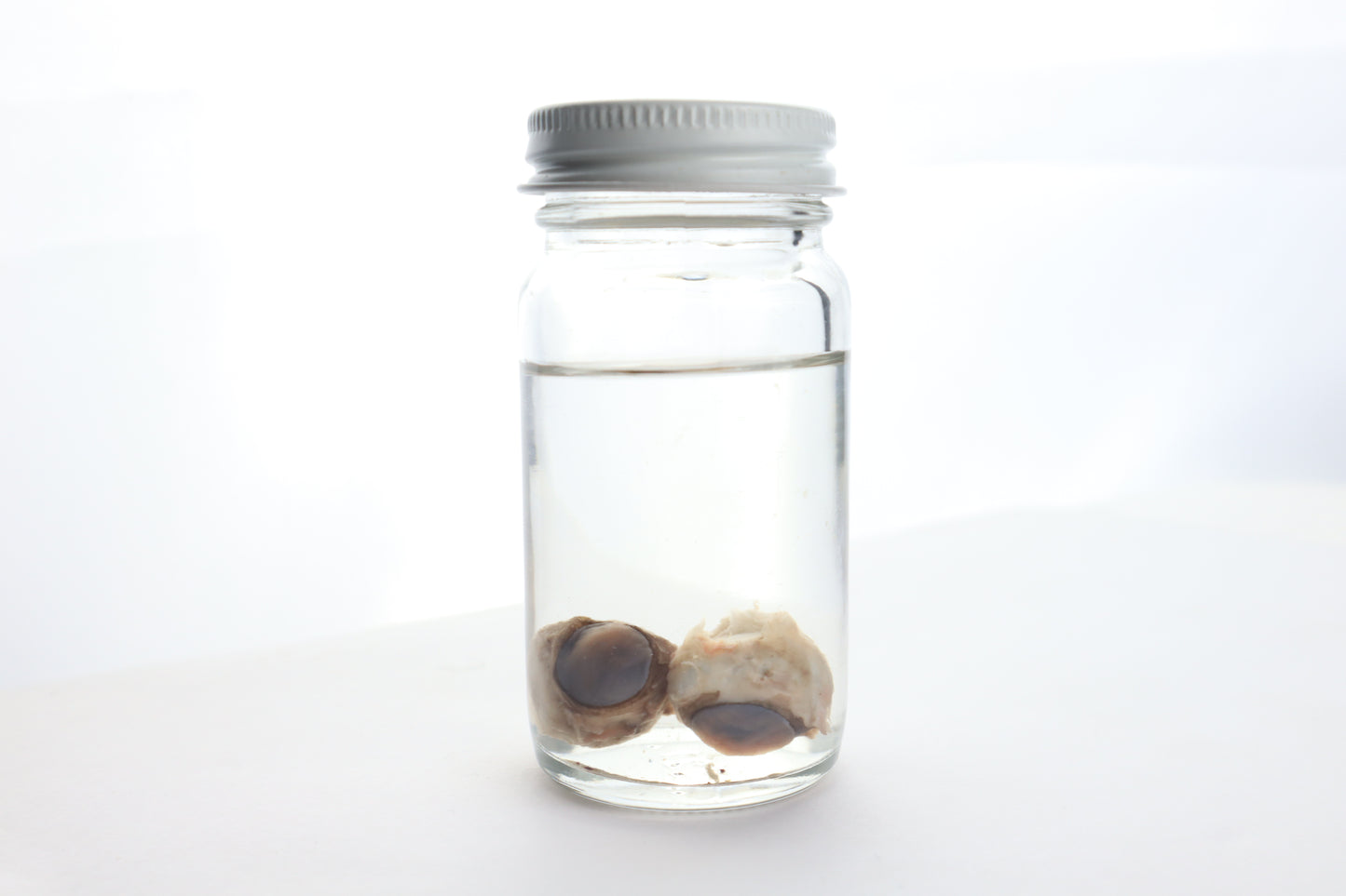 Black Bear Eyes Wet Specimen
