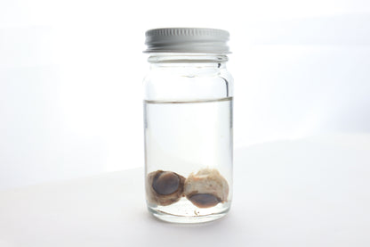 Black Bear Eyes Wet Specimen