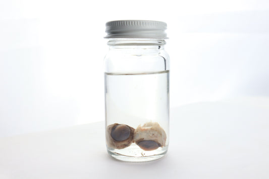 Black Bear Eyes Wet Specimen