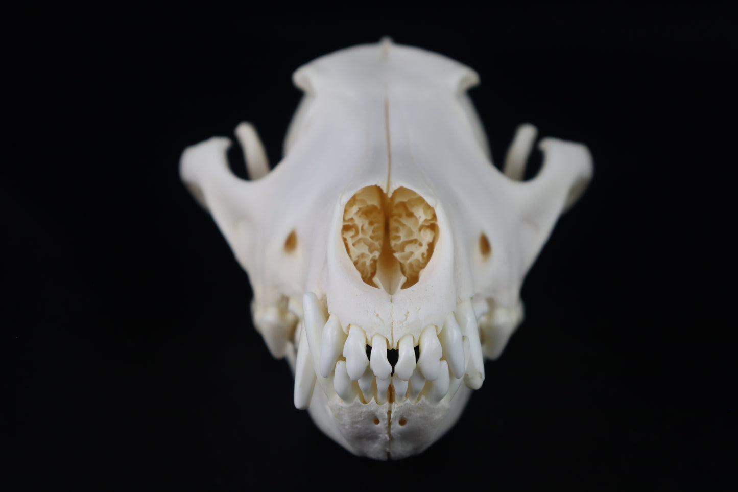 Coyote Skull