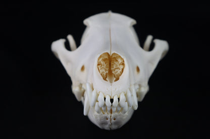 Coyote Skull