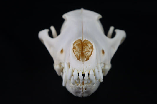 Coyote Skull