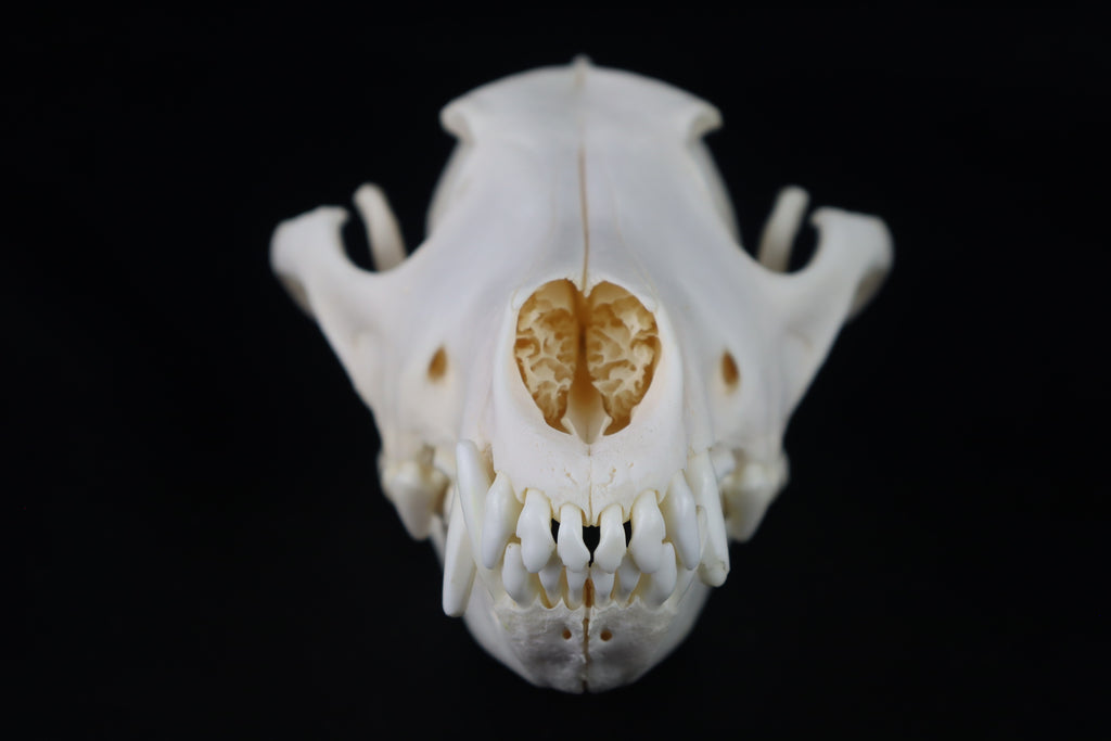 Coyote Skull