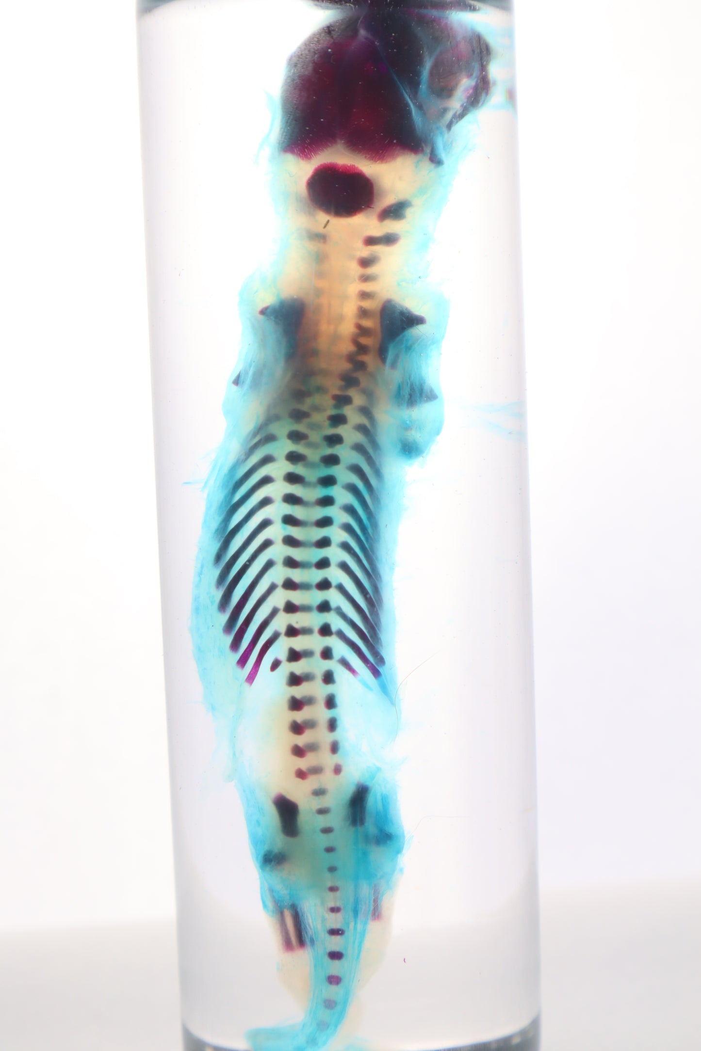 Diaphonized Fetal Skunk