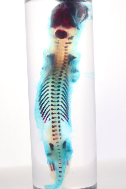 Diaphonized Fetal Skunk