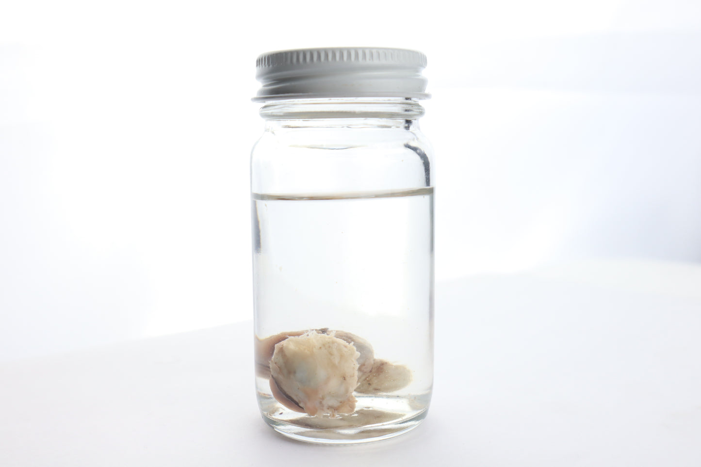 Black Bear Eyes Wet Specimen