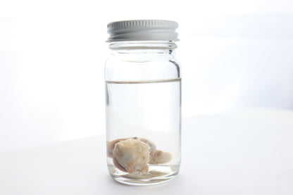 Black Bear Eyes Wet Specimen