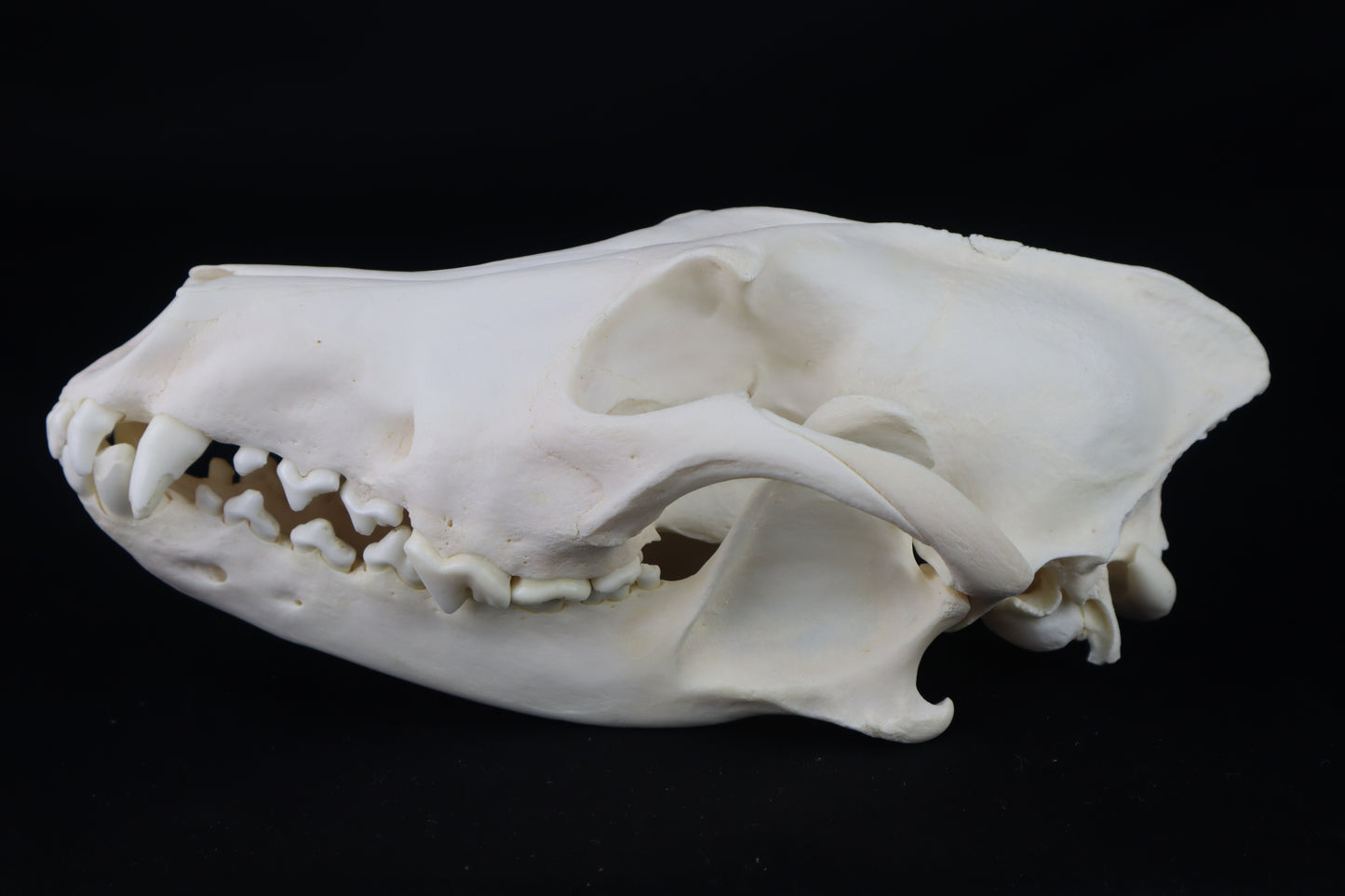 Coyote Skull