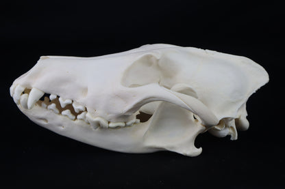 Coyote Skull