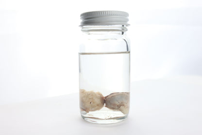 Black Bear Eyes Wet Specimen