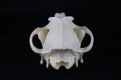 Coyote Skull