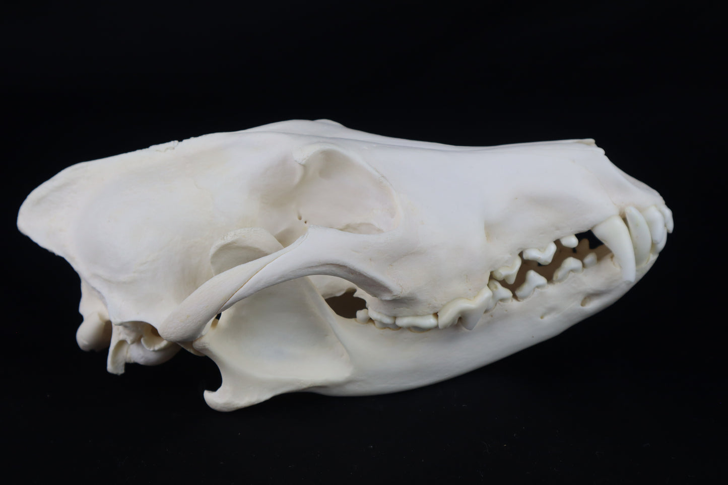 Coyote Skull