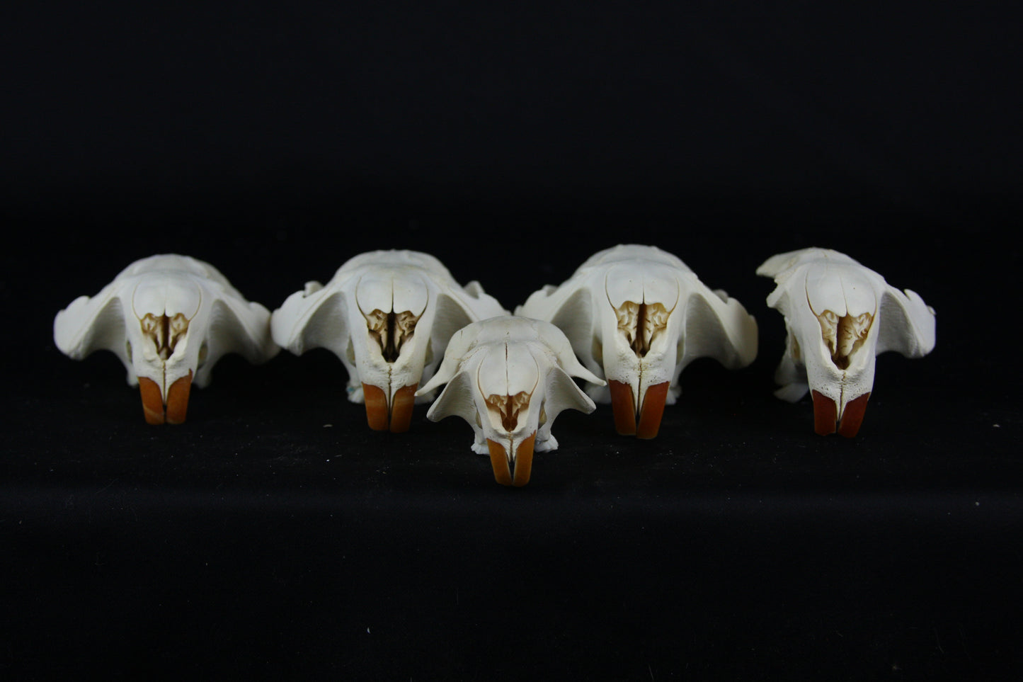 Craft Beaver Skull - Top Half