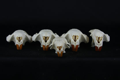 Craft Beaver Skull - Top Half