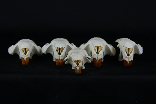 Craft Beaver Skull - Top Half