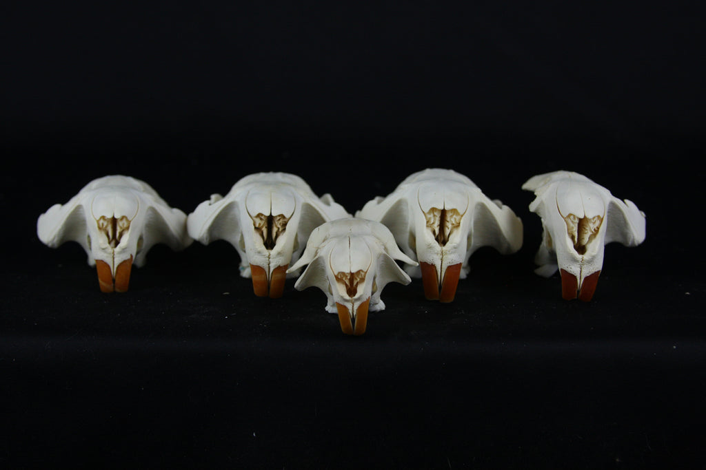 Craft Beaver Skull - Top Half
