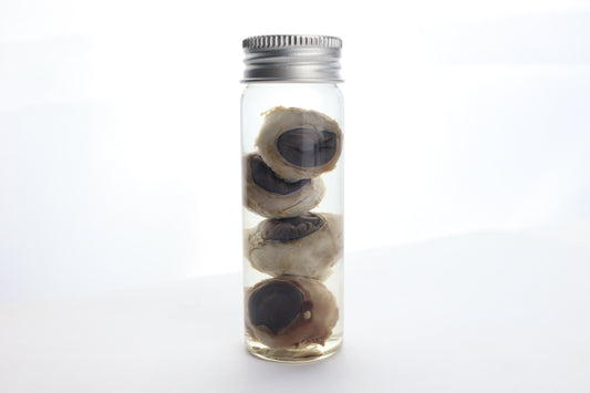 Coyote Eyes Wet Specimen - Set of 4