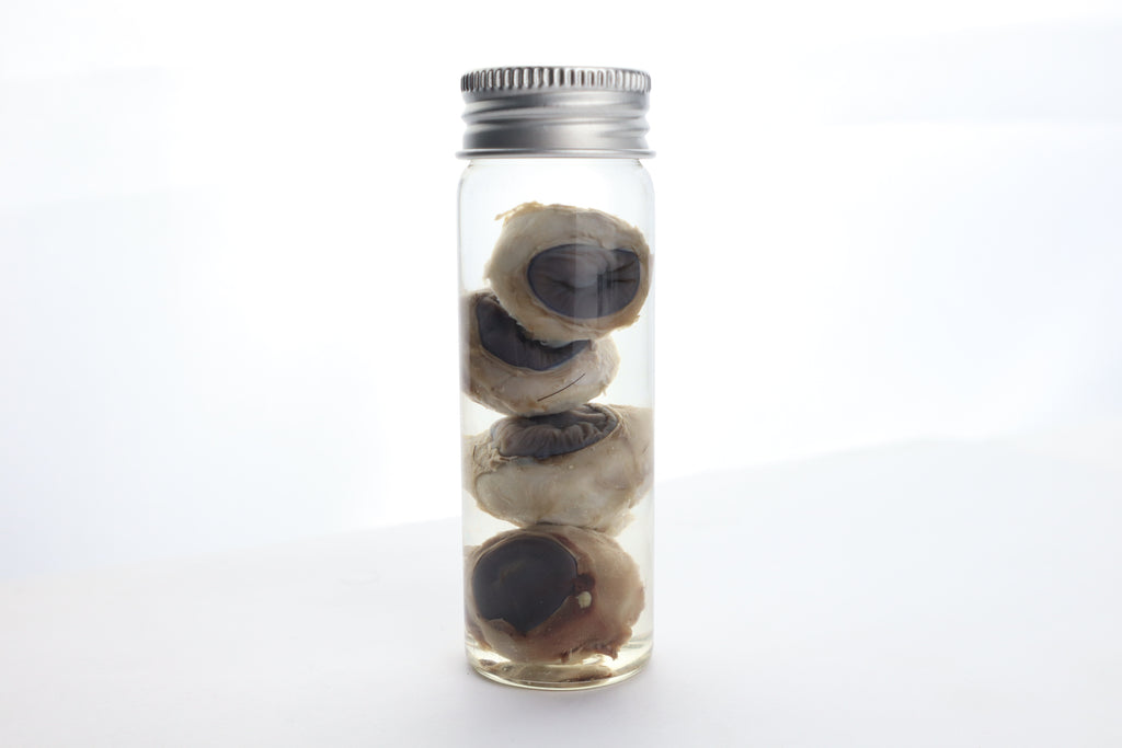Coyote Eyes Wet Specimen - Set of 4