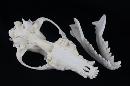 Coyote Skull