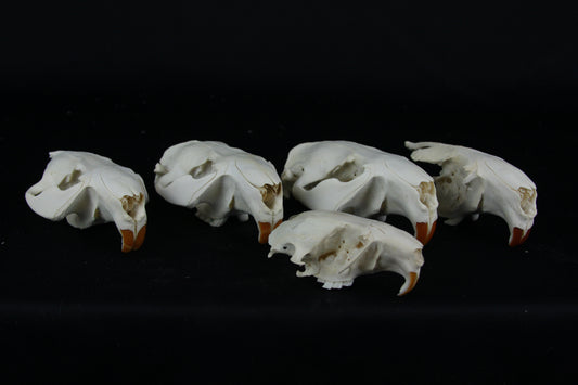 Craft Beaver Skull - Top Half