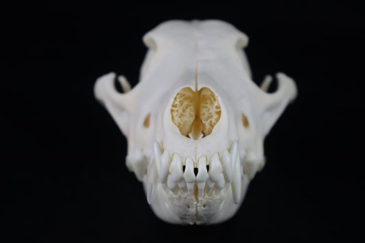 Coyote Skull