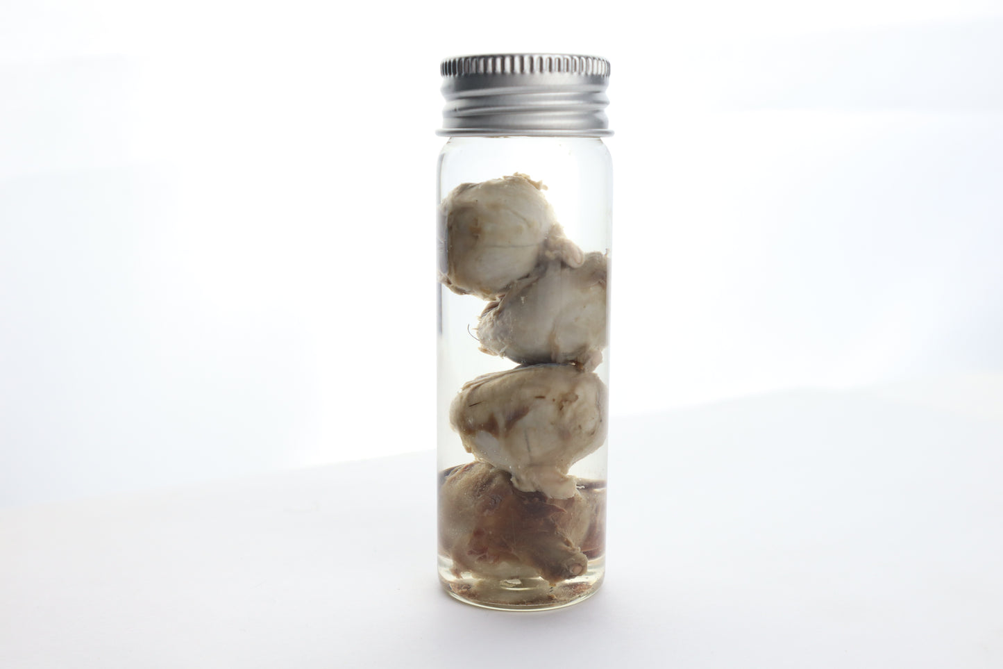 Coyote Eyes Wet Specimen - Set of 4
