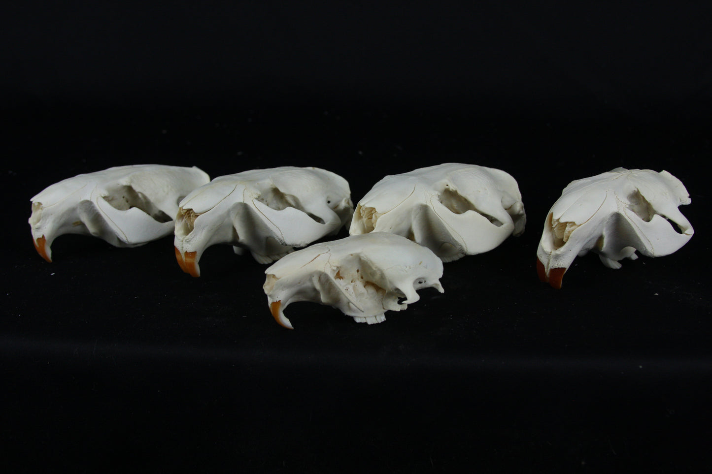 Craft Beaver Skull - Top Half