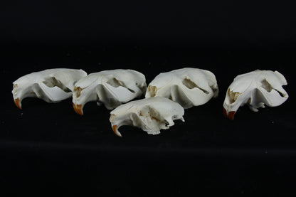 Craft Beaver Skull - Top Half