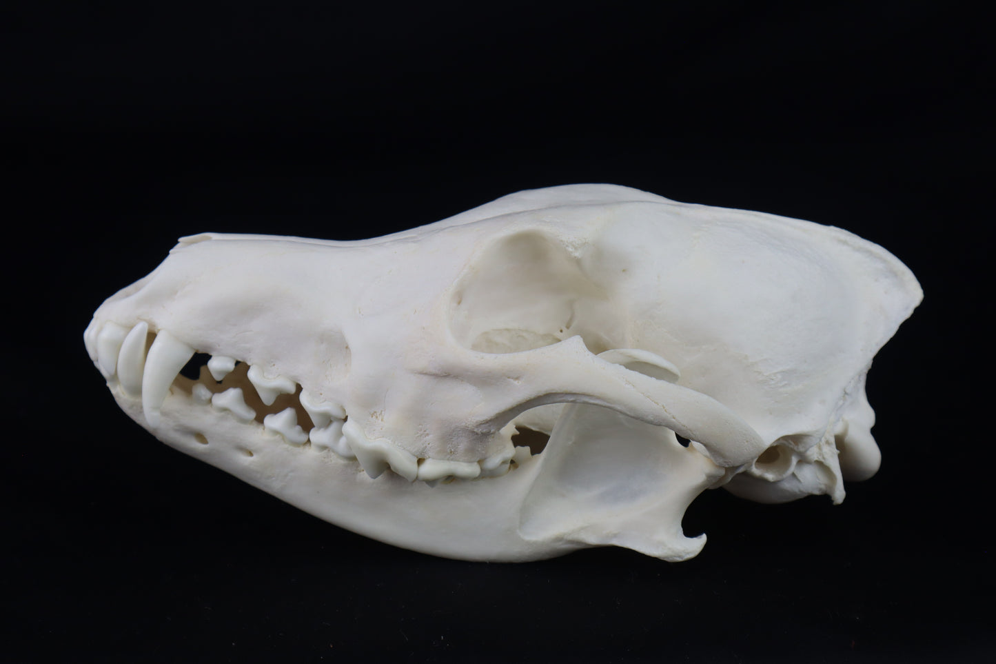 Coyote Skull