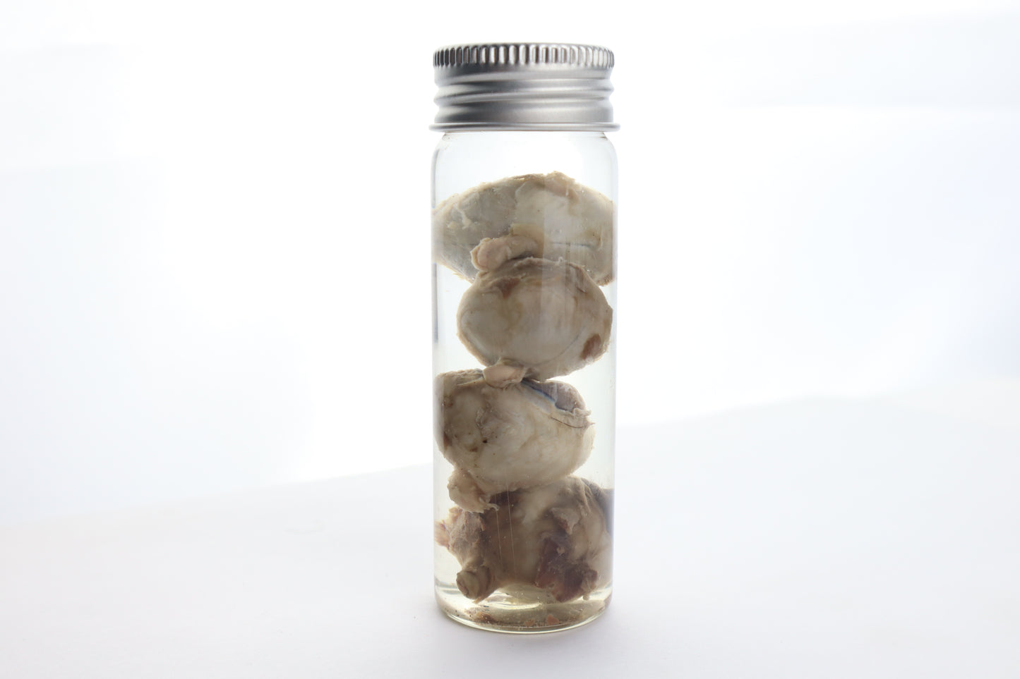 Coyote Eyes Wet Specimen - Set of 4