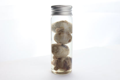Coyote Eyes Wet Specimen - Set of 4