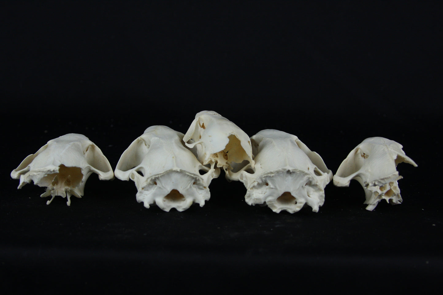 Craft Beaver Skull - Top Half